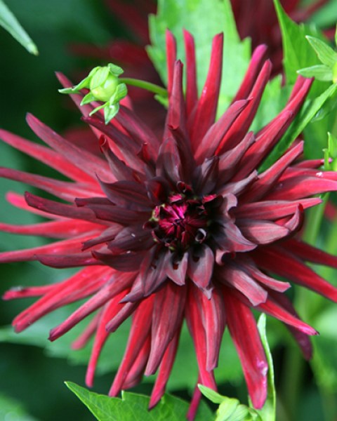 Dahlia Nuit dEte2